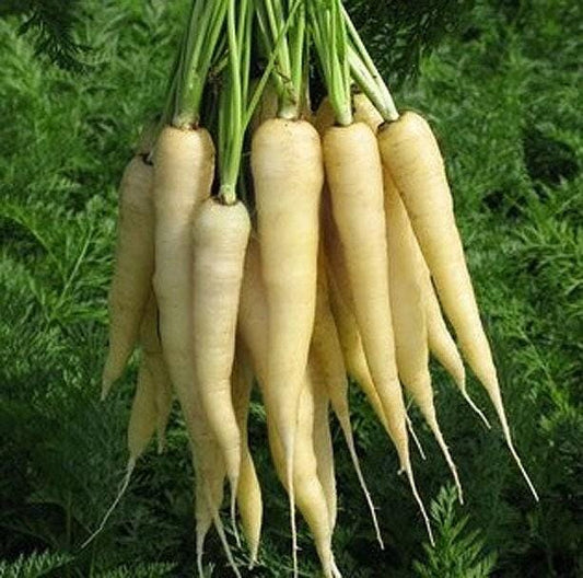Snow White Heirloom Carrot Seeds