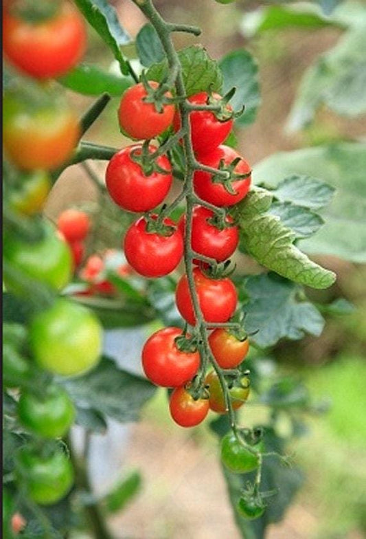 Riesentraube Heirloom Cherry Tomato Seeds