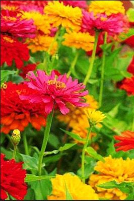 Lilliput Blend Heirloom Zinnia Seeds