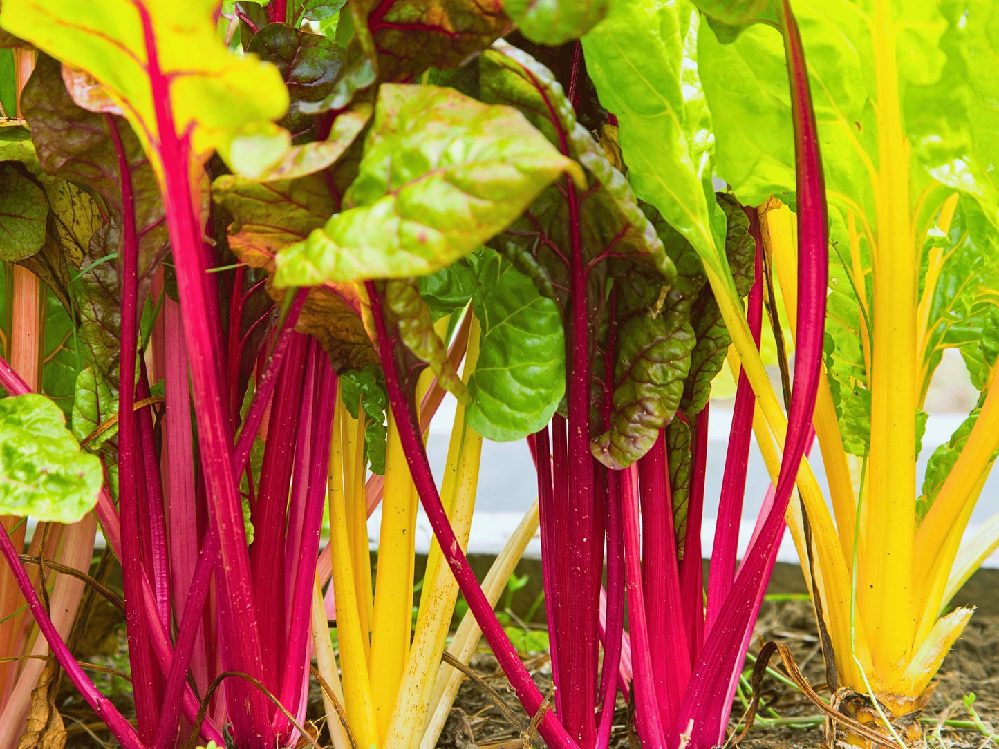 Northern Lights Heirloom Swiss Chard Seeds