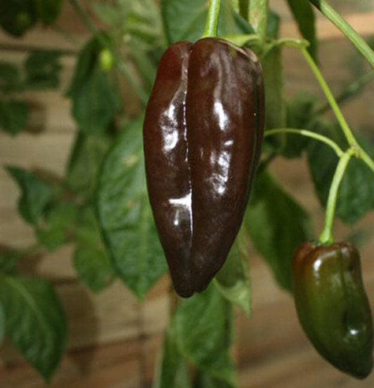 Mulato Isleno/Chocolate Poblano Heirloom Hot Pepper Seeds