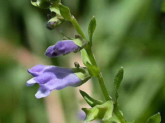 Mad Dog Skullcap Heirloom Seeds