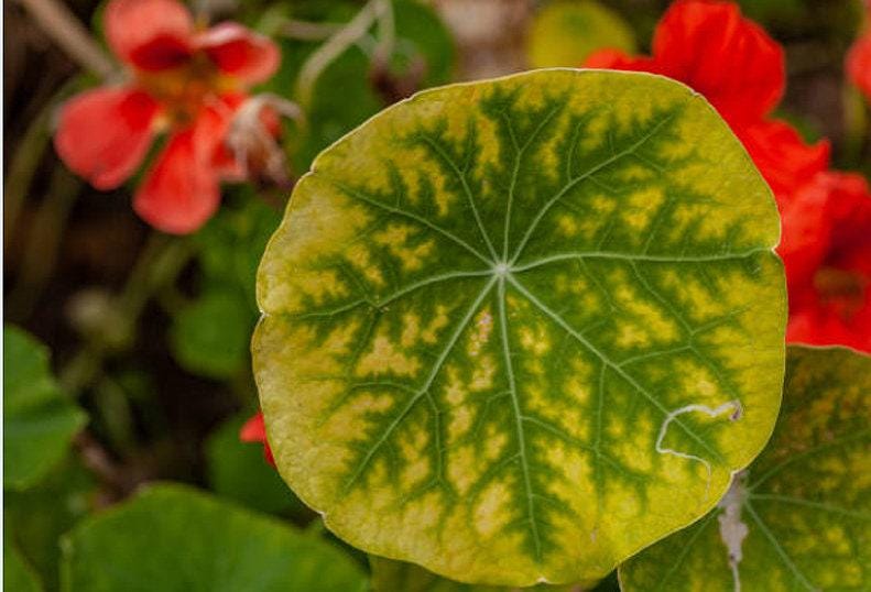 Alaska Variegated Heirloom Nasturtium Seeds