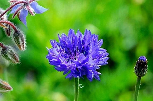 Tall Blue Bachelor Button Heirloom Cornflower Seeds