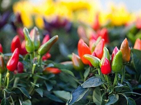 Tabasco Heirloom Hot Pepper Seeds