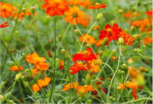 Bright Lights Blend Heirloom Cosmos Seeds