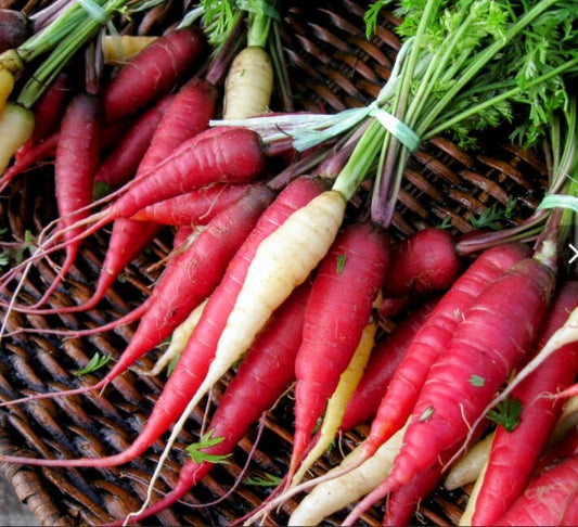 Atomic Red Heirloom Carrot Seeds