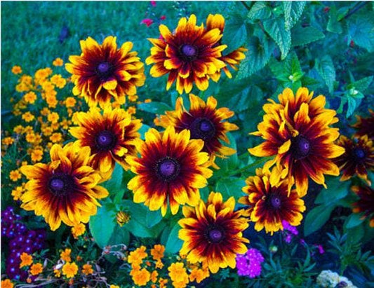 Black-Eyed Susan (Rudbeckia) Heirloom Seeds