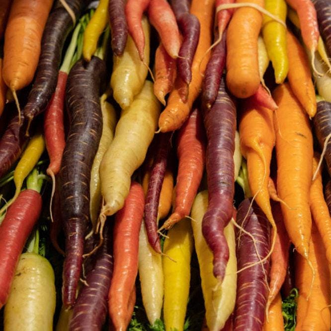 Rainbow Blend Heirloom Carrot Seeds