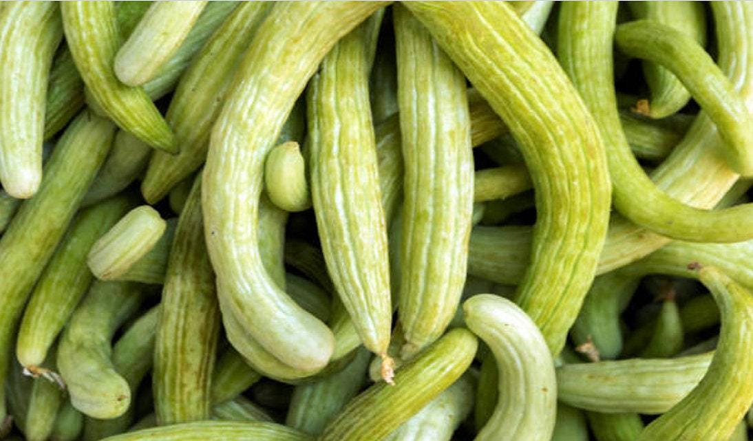 Armenian Cucumber Heirloom Seeds