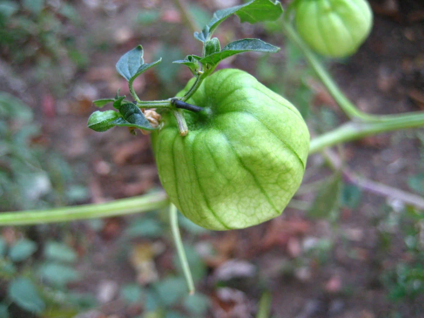 Toma Verde Heirloom Tomatillo Seeds