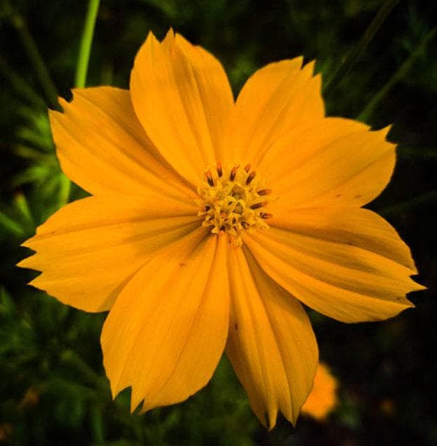 Bright Lights Blend Heirloom Cosmos Seeds