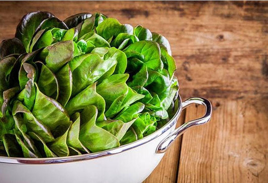 Bronze Mignonette Heirloom Butterhead Lettuce Seeds