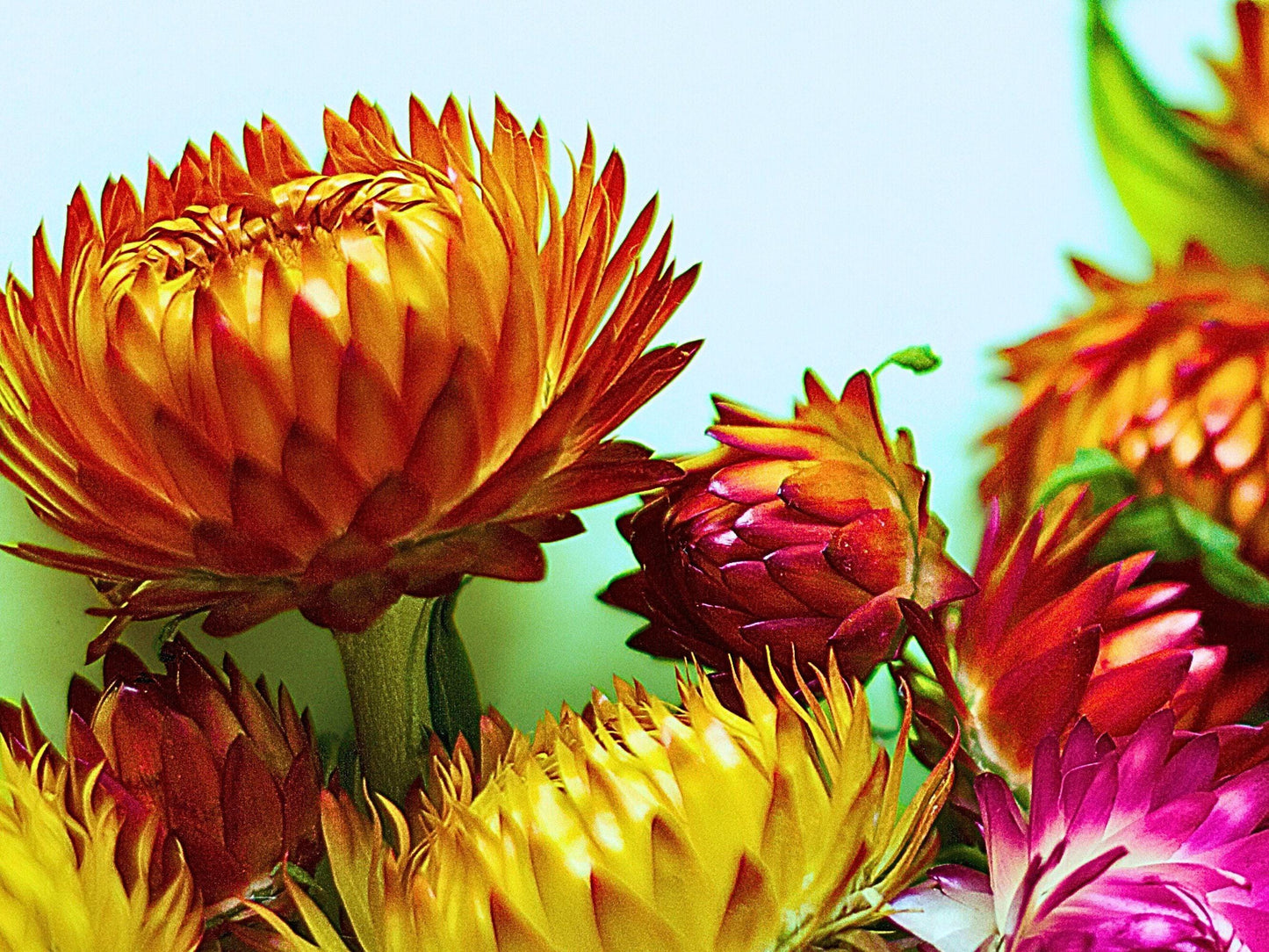 Tall Mix Strawflower Heirloom Seeds