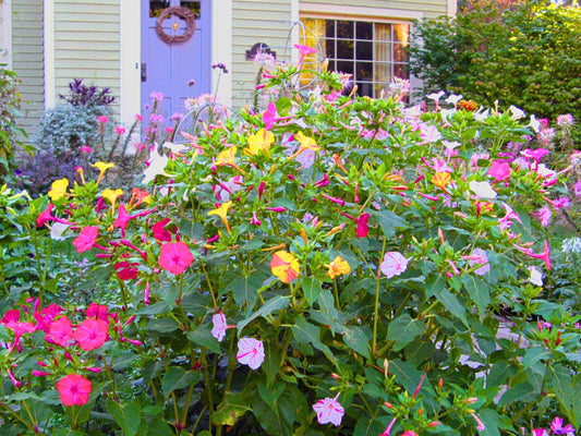 Marvel Of Peru Four O'Clock Mix Heirloom Seeds