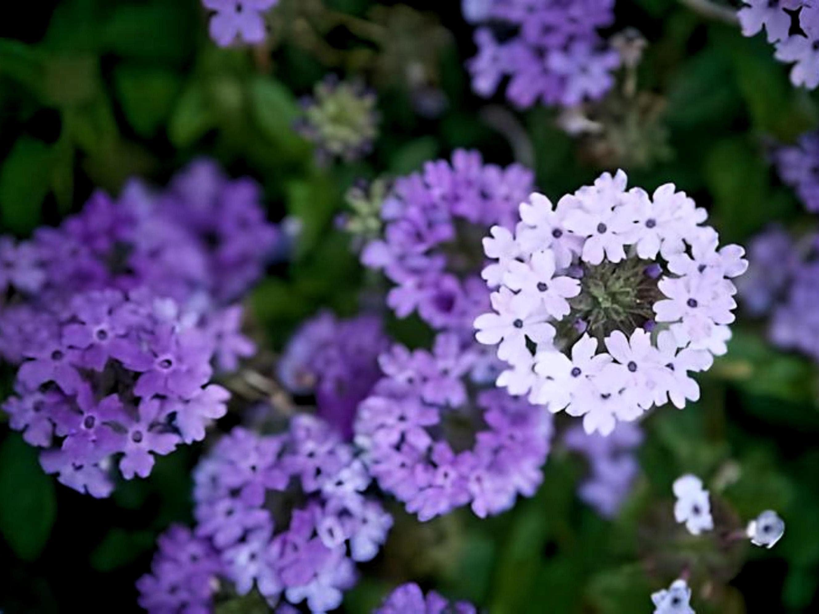 Brazilian Vervain Verbena, Nimble NiteCap Heirloom Seeds – Nimble