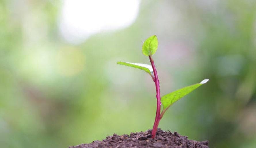 Red Malabar Heirloom Spinach Seeds
