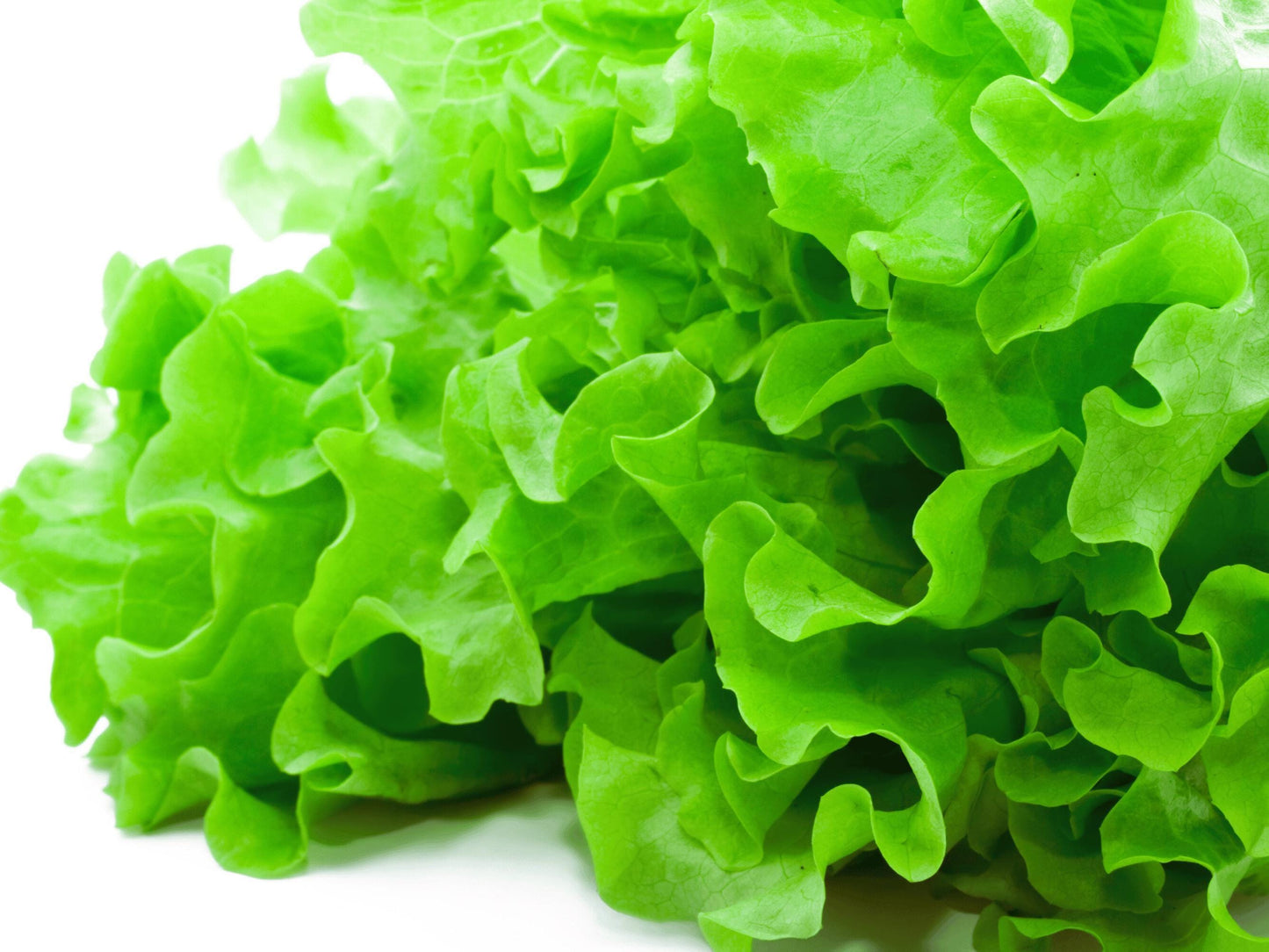 Salad Bowl Heirloom Leaf Lettuce Seeds