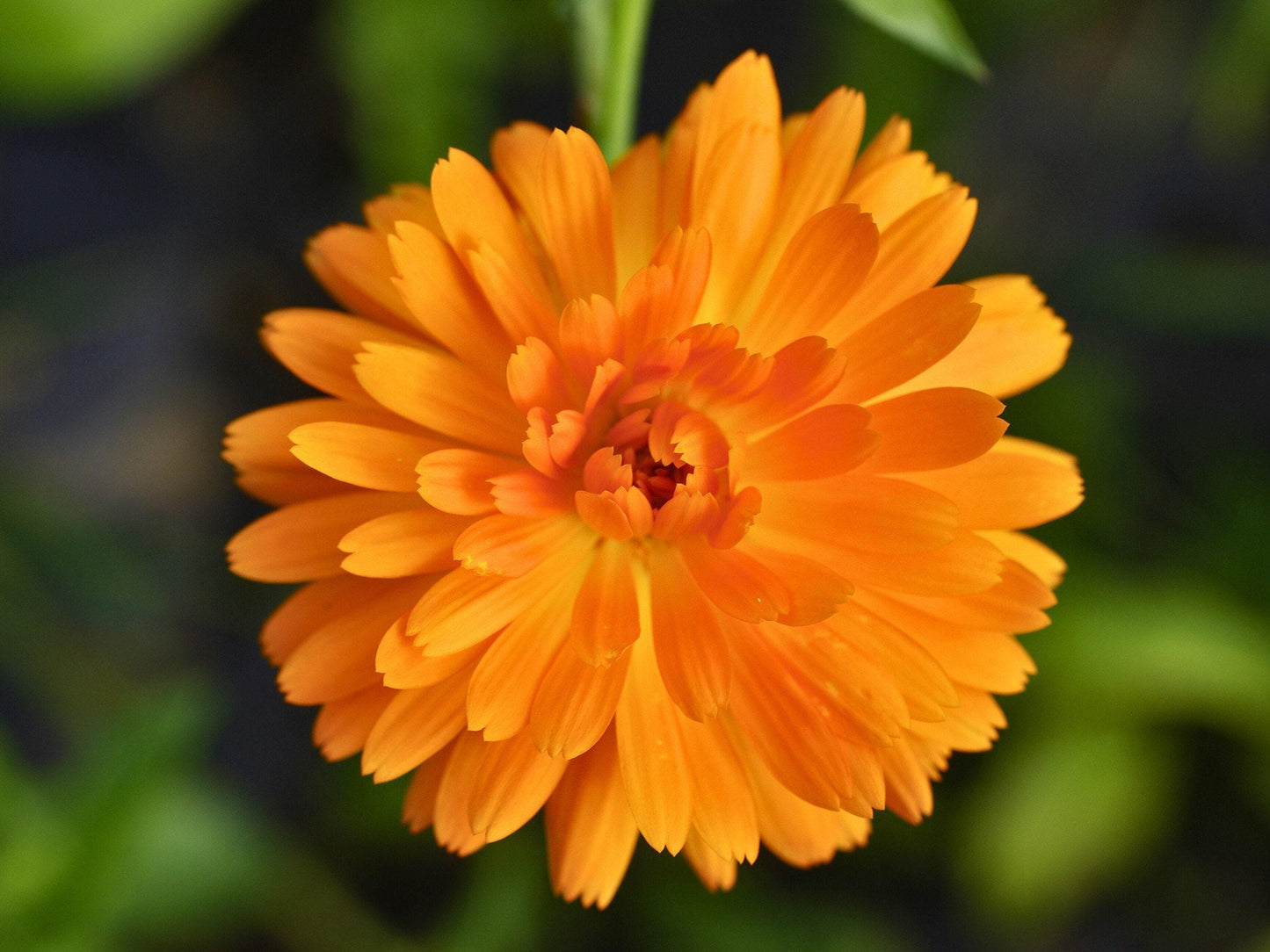 Ball's Orange Calendula Heirloom Marigold Seeds