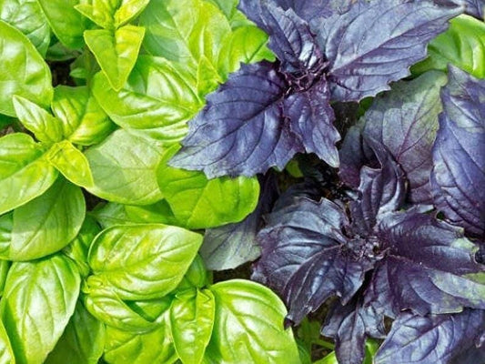 Dark Opal Purple Heirloom Basil Seeds