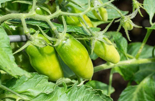 Green Sausage Heirloom Tomato Seeds
