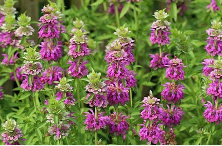 Lemon Bergamot Heirloom Seeds