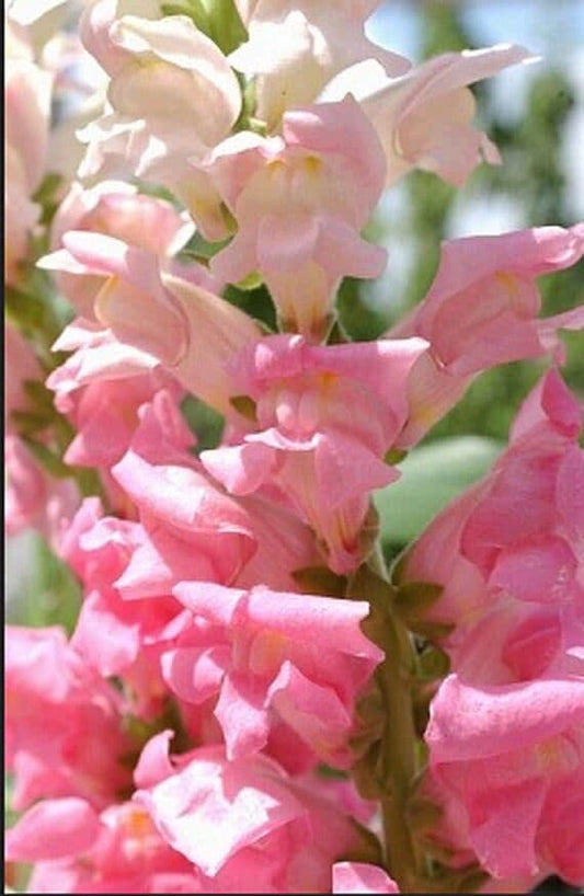 Textra Mix Snapdragon Heirloom Seeds