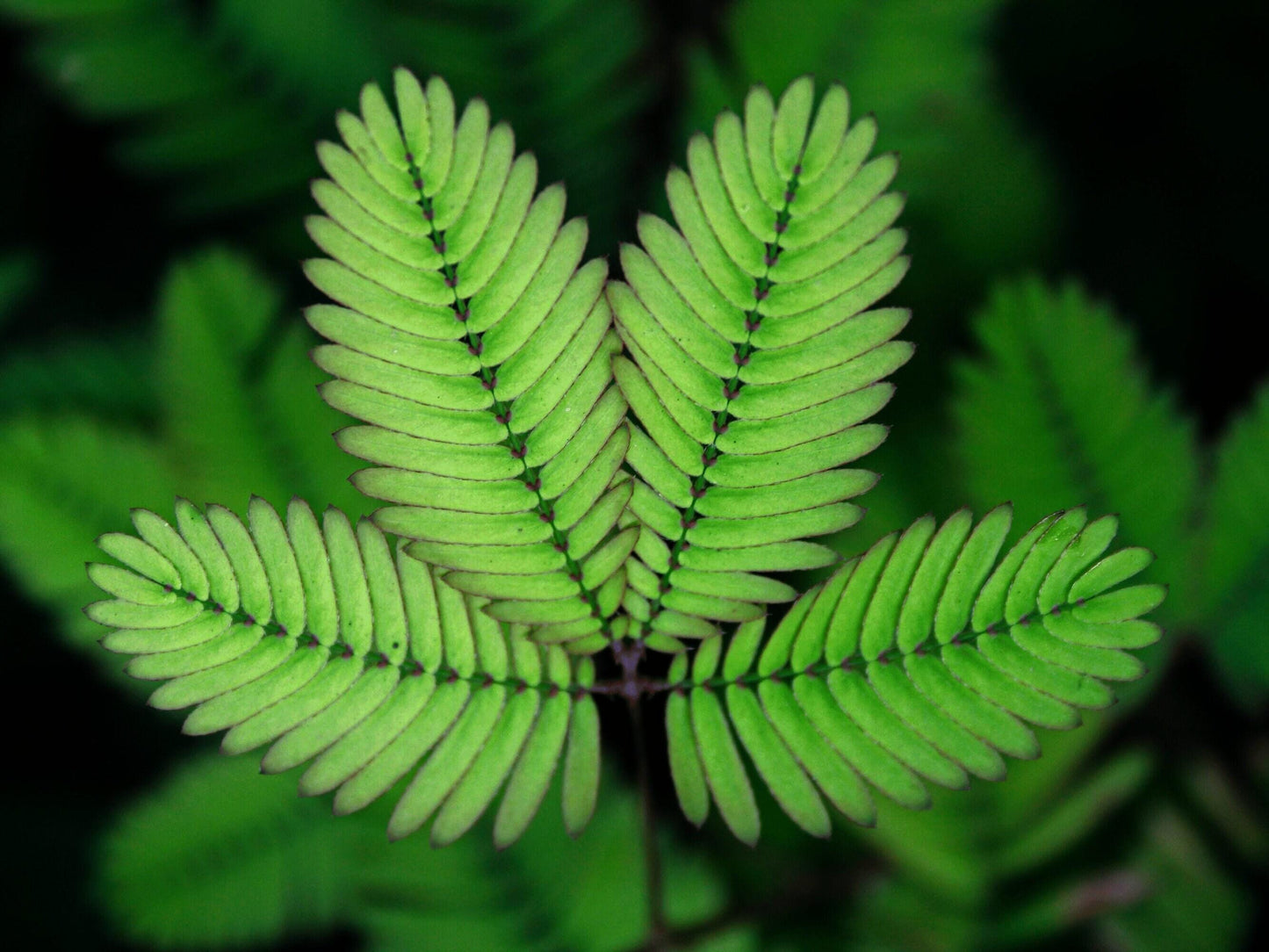 Sensitive Plant Mimosa Pudica Heirloom Seeds