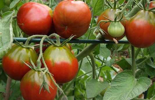 Black Truffle Heirloom Tomato Seeds