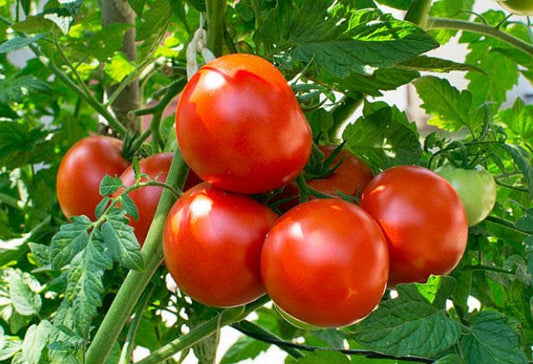 Marglobe Heirloom Tomato Seeds