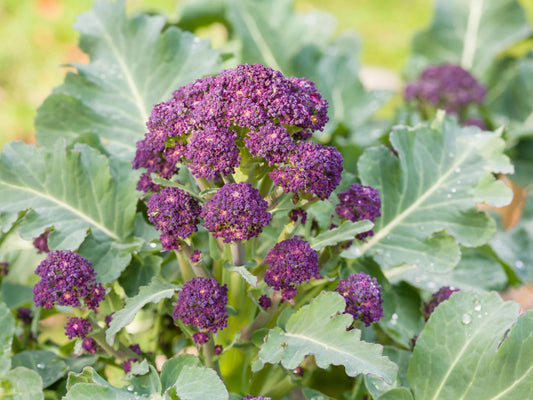 Early Purple Sprouting Broccoli Heirloom Seeds