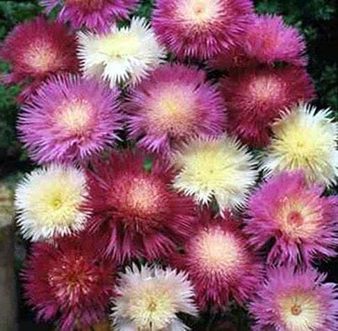 Sweet Sultan Imperialis Mix Heirloom Seeds