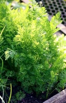 Black Nebula Heirloom Carrot Seeds