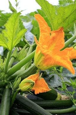 Black Beauty Heirloom Zucchini Seeds