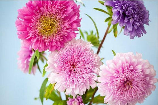 Powder Puff Blend Aster Heirloom Seeds