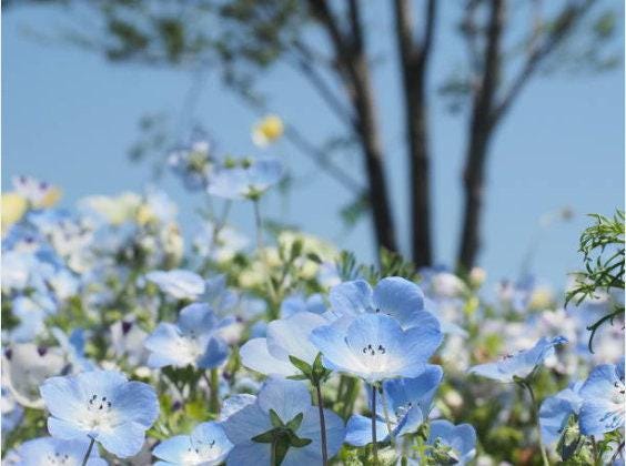 Baby Blue Eyes Heirloom Seeds