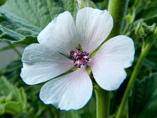 a wooden table topped with different types of herbs