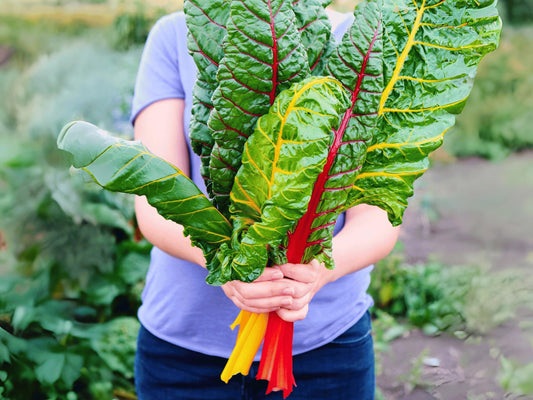 Northern Lights Heirloom Swiss Chard Seeds