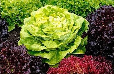 Spring & Fall Blend Heirloom Lettuce Seeds