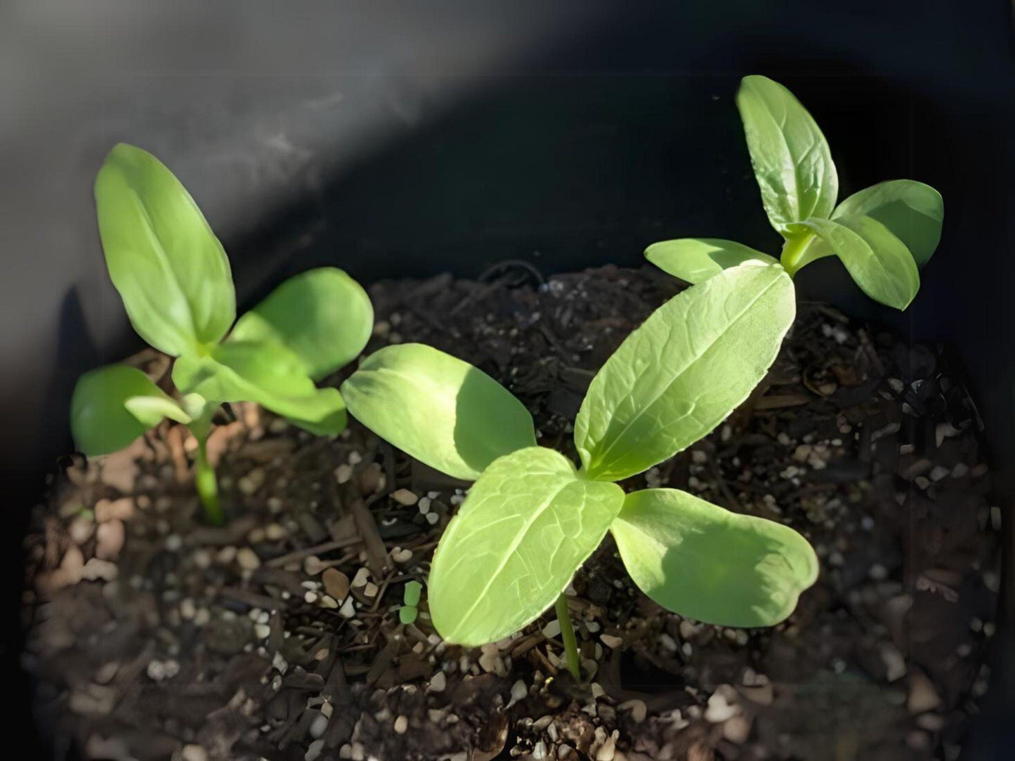 Mammoth Grey Stripe Heirloom Sunflower Seeds
