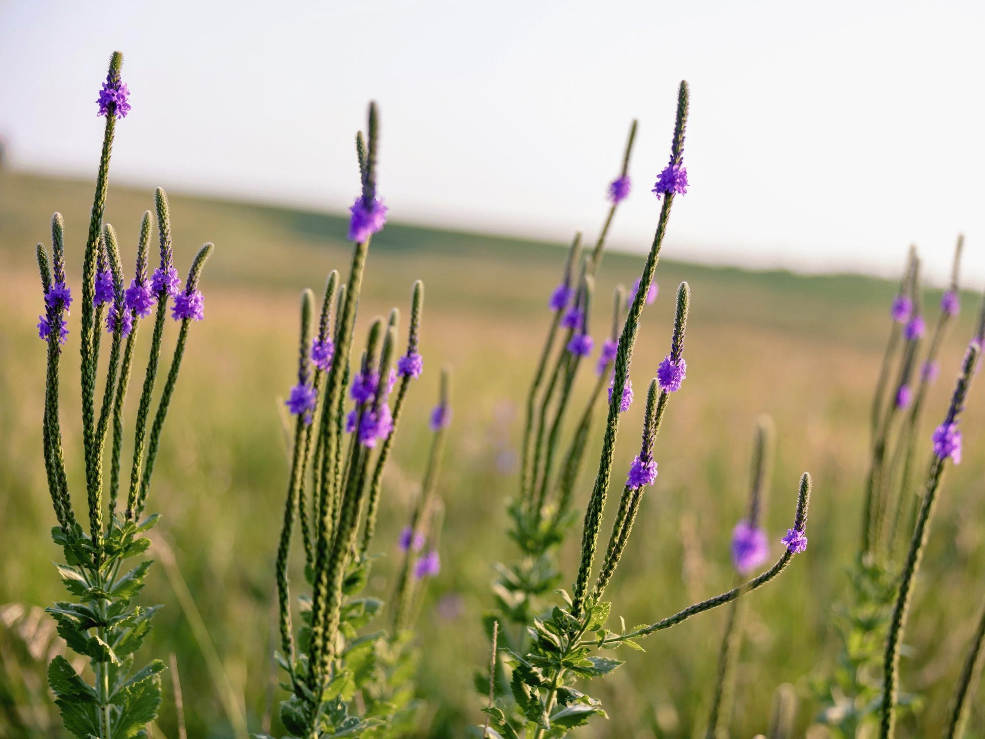 A field of tall green plants with purple flowers blooming in the foreground, set against a blurred green landscape.