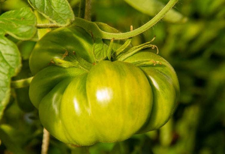 Aunt Ruby's German Green Heirloom Tomato Seeds