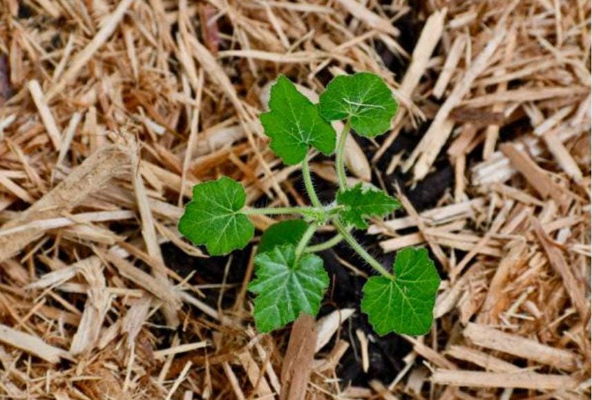 Delicata Heirloom Winter Squash Seeds