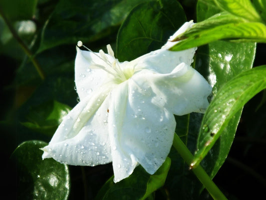 Moonflower Vine Heirloom Seeds