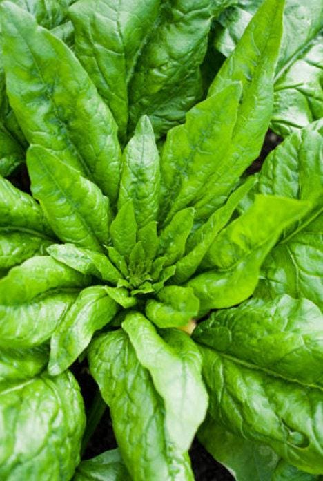 Monstrueux de Viroflay Heirloom Spinach Seeds
