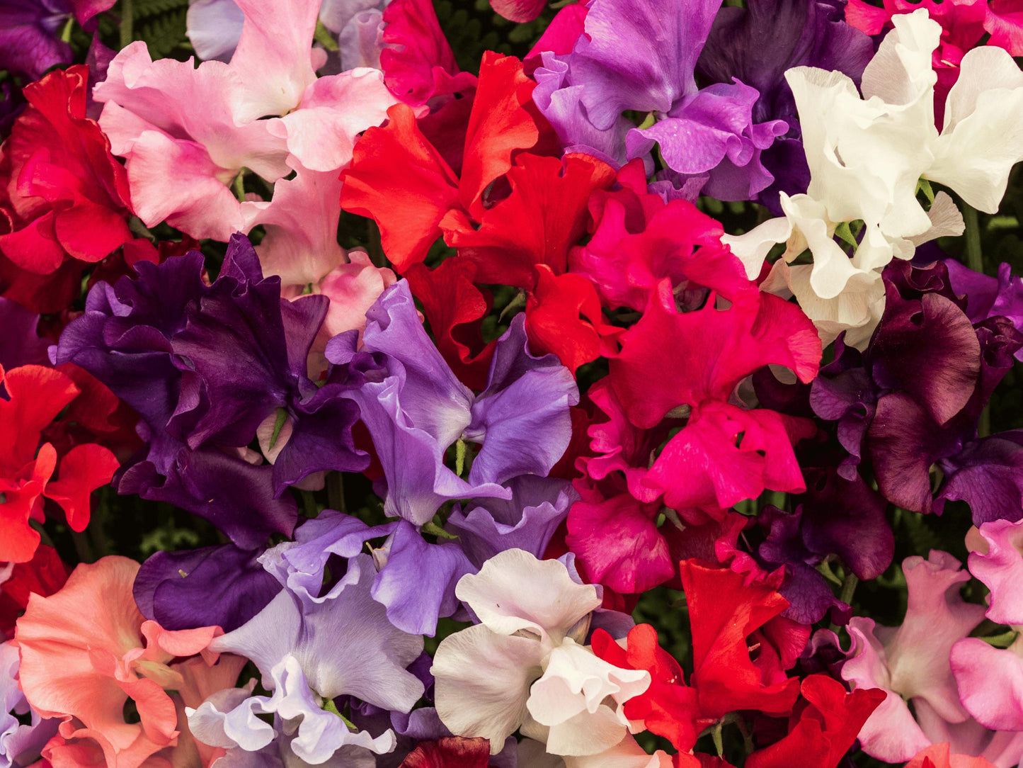 Royal Family Sweet Pea Heirloom Seeds