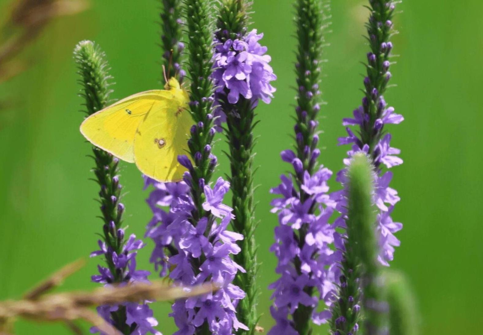 A yellow butterfly perches on a cluster of purple flowers against a blurred green background.