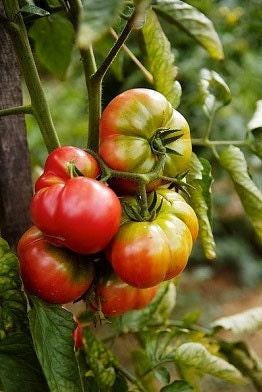 Pink Brandywine Heirloom Tomato Seeds