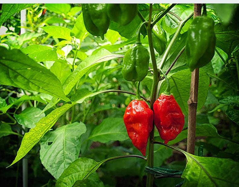 Ghost Bhut Jolokia Heirloom Hot Pepper Seeds