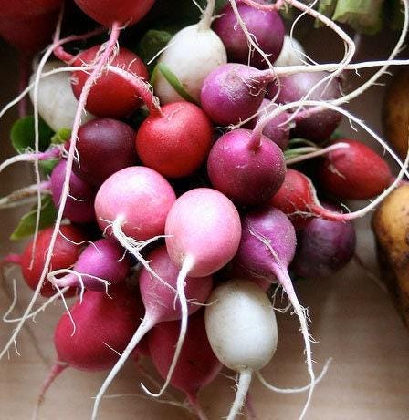 Easter Egg Blend Heirloom Radish Seeds